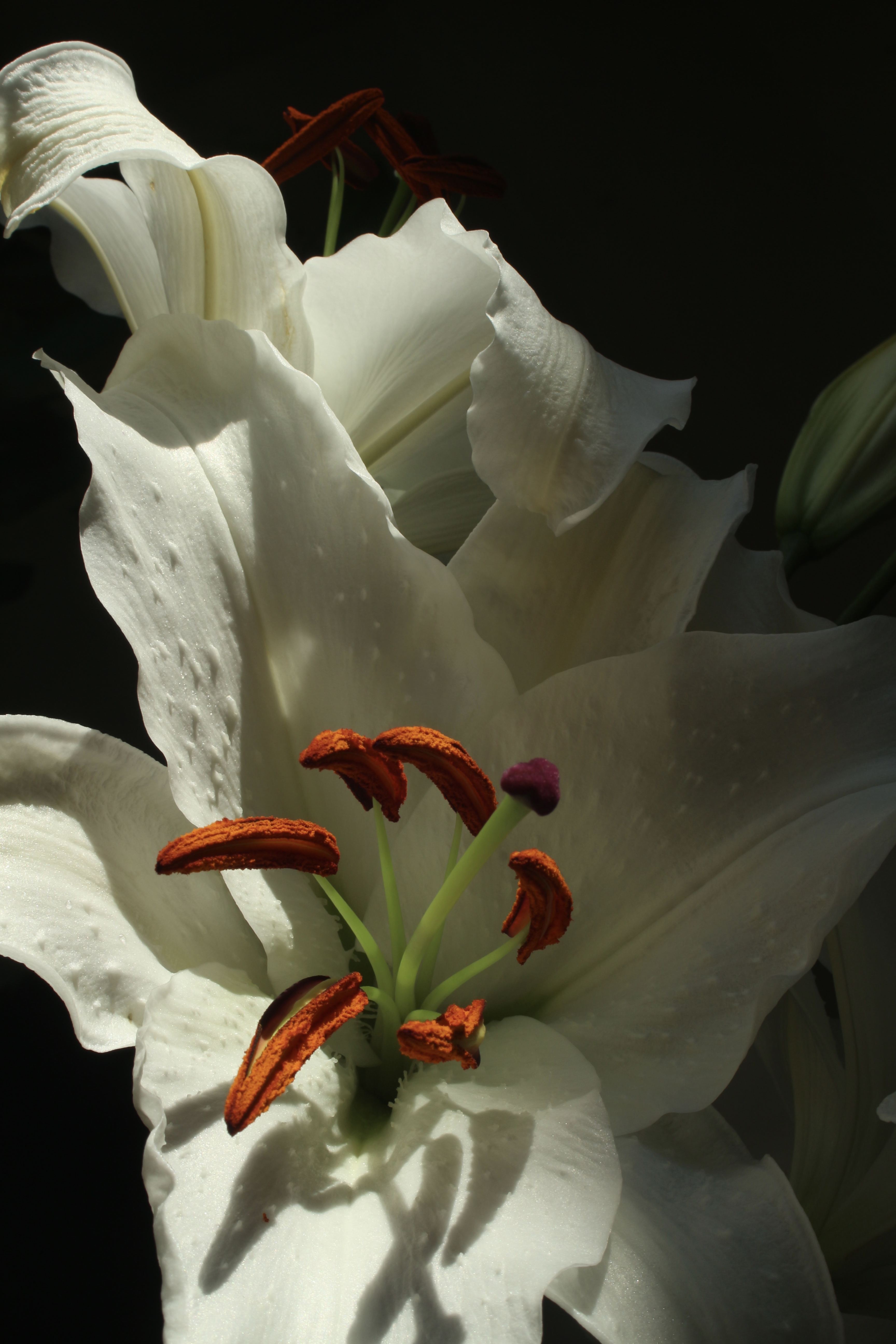 +photos Image 11